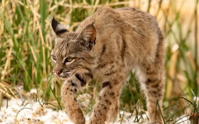 Tips for Hunting Bobcats